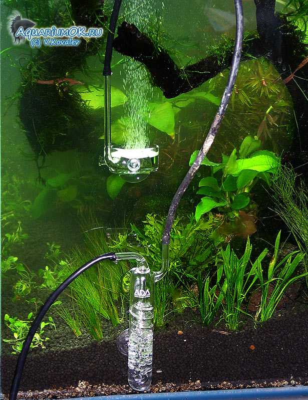 Приготовление бражки для аквариума и подача ее при помощи самодельного устройства