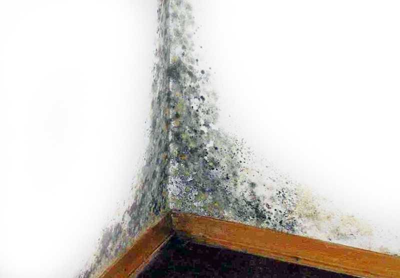 Повышенная влажность в квартире - что делать и как избавиться от высокой концентрации влаги в доме
