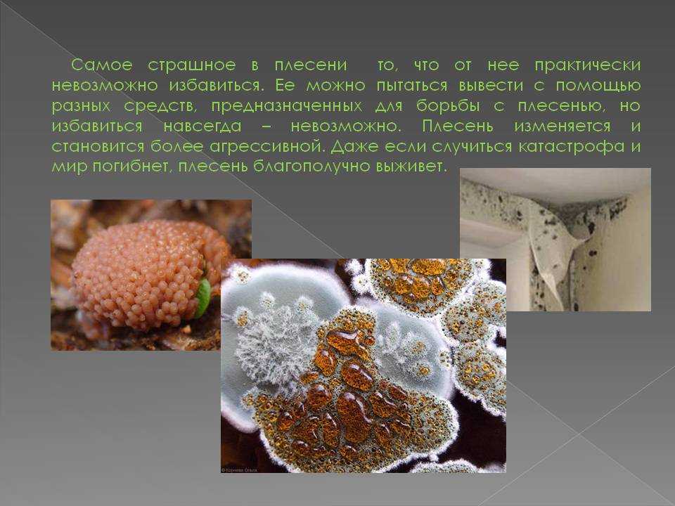 Плесневые грибы вирусы